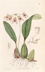 Bulbophyllum umbellatum (escrito Bolbophyllum umbellatum) de Miss Drake